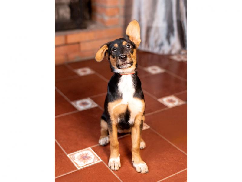 В дар собаку