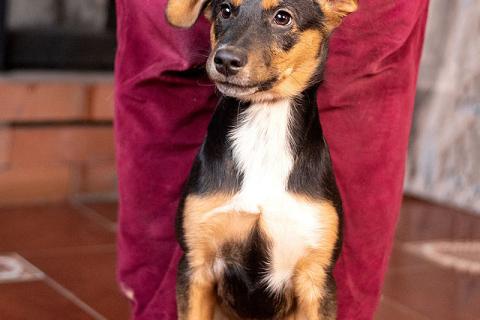 В дар собаку. Милейшая обаяшка девочка-щенок Люси ищет дом. Фото2