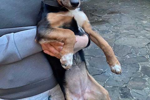 В дар собаку. Милейшая обаяшка девочка-щенок Люси ищет дом. Фото3