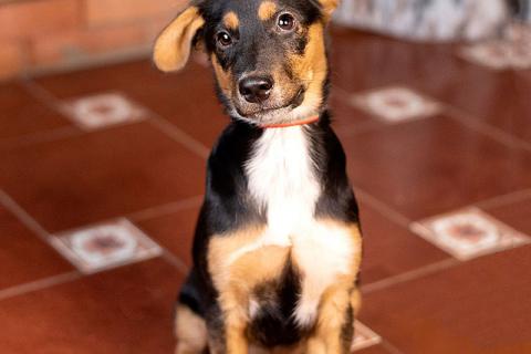 В дар собаку. Милейшая обаяшка девочка-щенок Люси ищет дом. Фото4