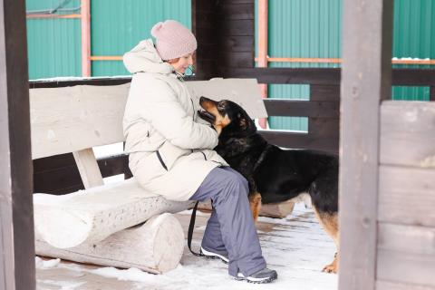 В дар собаку. Общительный и ласковый пёс Баграй в добрые руки. Фото2