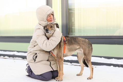 В дар собаку. Любящая собака Морра в добрые руки. Фото1