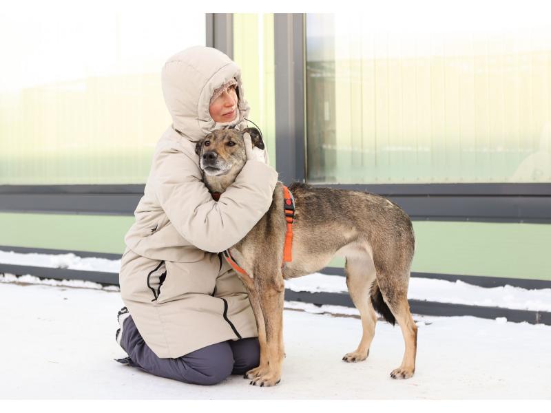 В дар собаку