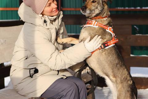 В дар собаку. Любящая собака Морра в добрые руки. Фото2