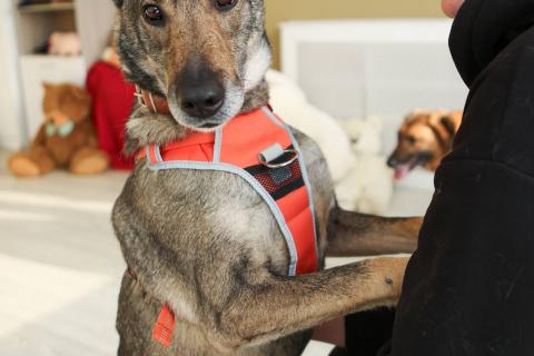 В дар собаку. Любящая собака Морра в добрые руки. Фото3