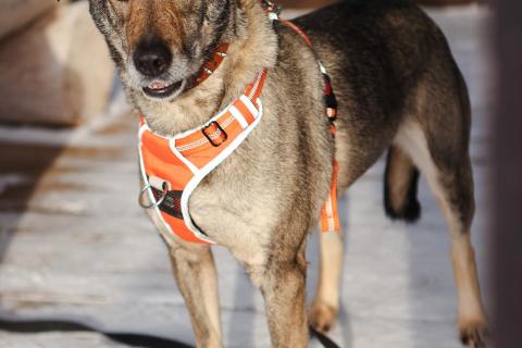 В дар собаку. Любящая собака Морра в добрые руки. Фото4