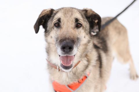 В дар собаку. Добродушная собачка Виста в добрые руки. Фото1