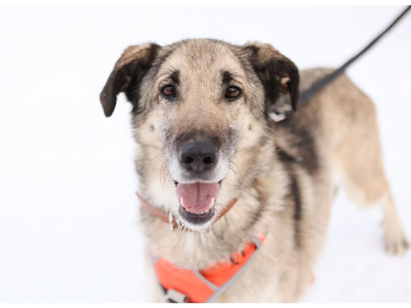 В дар собаку