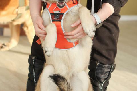 В дар собаку. Добродушная собачка Виста в добрые руки. Фото2