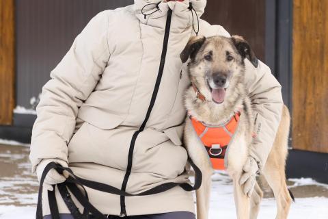 В дар собаку. Добродушная собачка Виста в добрые руки. Фото3