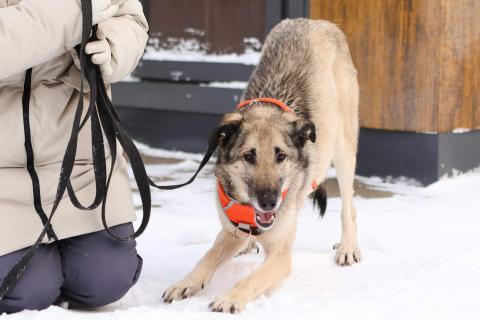 В дар собаку. Добродушная собачка Виста в добрые руки. Фото4