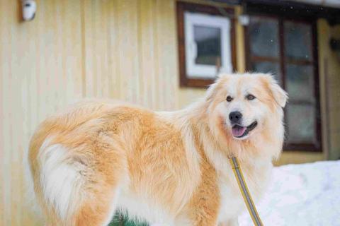 В дар собаку. Пушистая, добрая, красивая собака Уля в добрые руки. Фото1