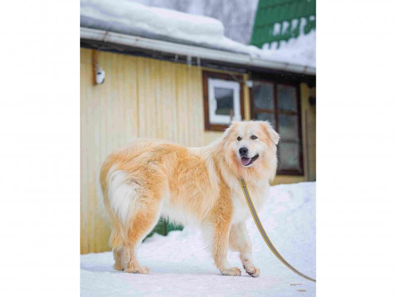 В дар собаку
