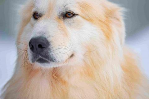 В дар собаку. Пушистая, добрая, красивая собака Уля в добрые руки. Фото2