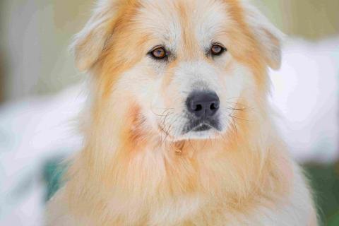 В дар собаку. Пушистая, добрая, красивая собака Уля в добрые руки. Фото3