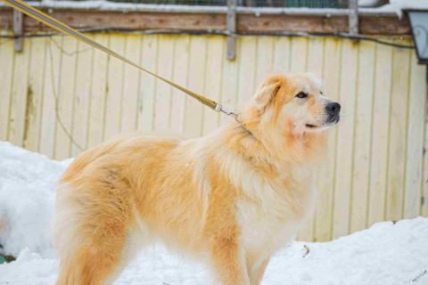 В дар собаку. Пушистая, добрая, красивая собака Уля в добрые руки. Фото4