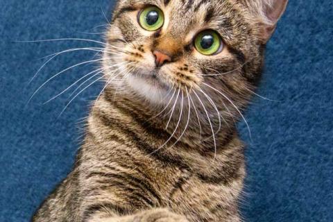 В дар кошку. Малышка Муся ищет дом и любящее сердце . Фото1