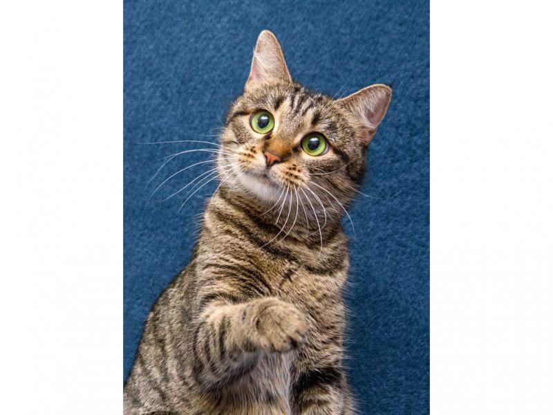 В дар кошку