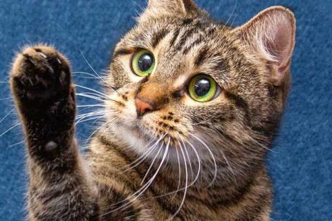 В дар кошку. Малышка Муся ищет дом и любящее сердце . Фото2