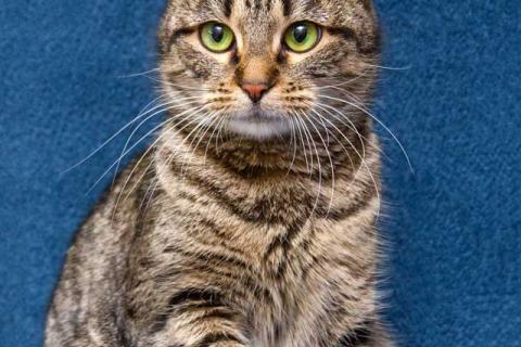 В дар кошку. Малышка Муся ищет дом и любящее сердце . Фото3