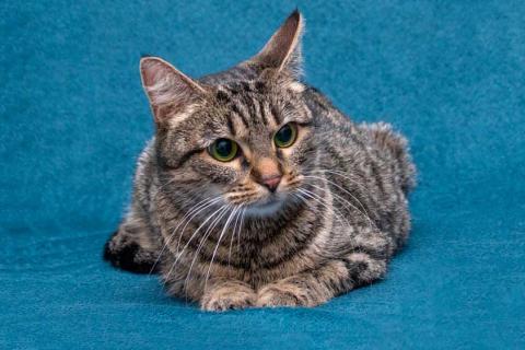 В дар кошку. Малышка Муся ищет дом и любящее сердце . Фото4