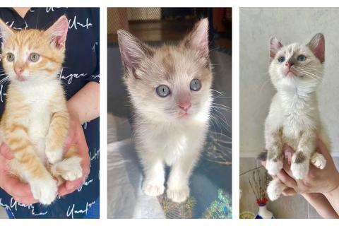 В дар кошку. Бесподобные крохи-котята ищут дом. Фото1