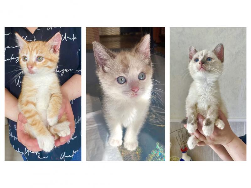 В дар кошку