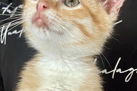 В дар кошку. Бесподобные крохи-котята ищут дом. Фото2