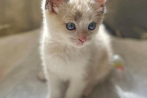 В дар кошку. Бесподобные крохи-котята ищут дом. Фото4