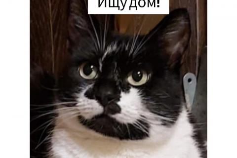 В дар кошку. Кошка Коровка в поисках дома!. Фото1