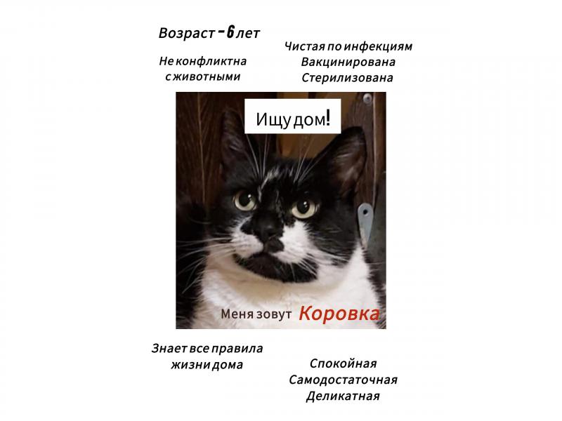В дар кошку