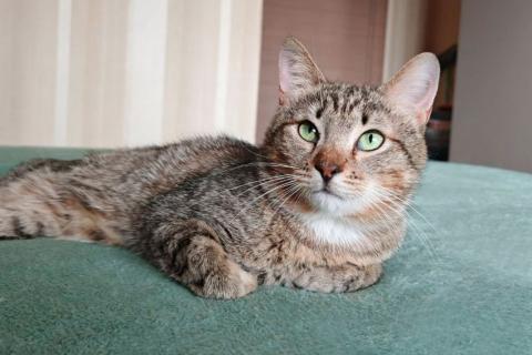 В дар кошку. Полосатый молодой котик Кузя ищет дом . Фото2