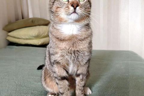 В дар кошку. Полосатый молодой котик Кузя ищет дом . Фото4