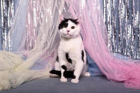В дар кошку. Симба — тихое счастье с пятнышком на носу. Фото1