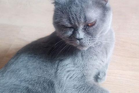 В дар кошку. Ева ищет дом и человека, которому сможет поверить. Фото3