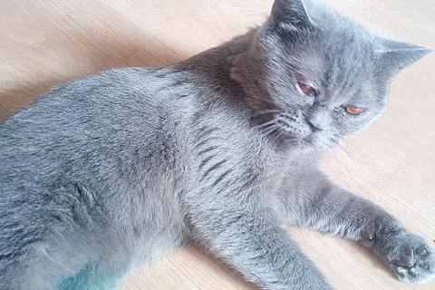 В дар кошку. Ева ищет дом и человека, которому сможет поверить. Фото4
