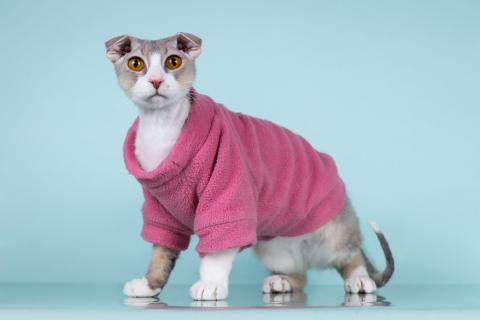 В дар кошку. Украинский левкой кошечка Будур. Фото1