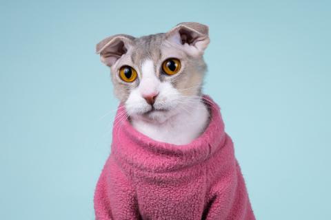 В дар кошку. Украинский левкой кошечка Будур. Фото2