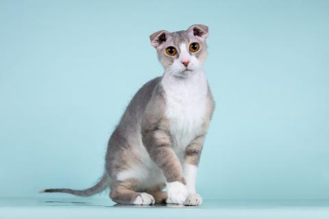 В дар кошку. Украинский левкой кошечка Будур. Фото3