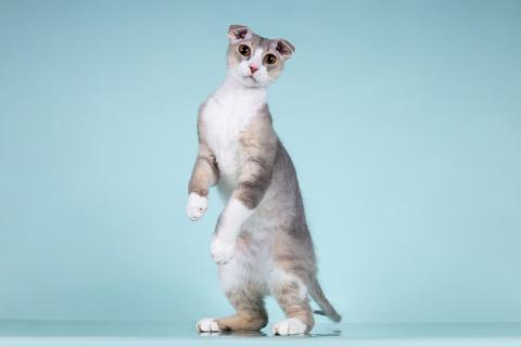 В дар кошку. Украинский левкой кошечка Будур. Фото4