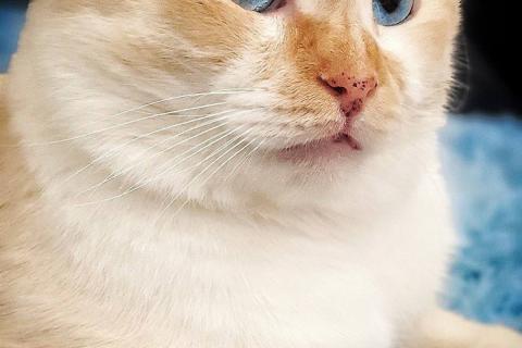 В дар кошку. Ласковый голубоглазый шотландский вислоухий кот Лучик. Фото3