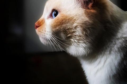 В дар кошку. Ласковый голубоглазый шотландский вислоухий кот Лучик. Фото4