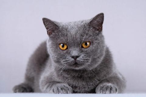 В дар кошку. Нежная британская ласковая кошечка Мисси. Фото1