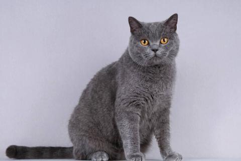 В дар кошку. Нежная британская ласковая кошечка Мисси. Фото2