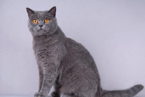 В дар кошку. Нежная британская ласковая кошечка Мисси. Фото3