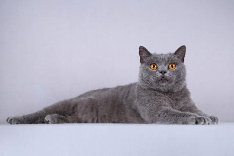 В дар кошку. Нежная британская ласковая кошечка Мисси. Фото4