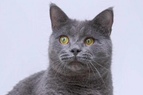 В дар кошку. Ласковый русский голубой котик Гога. Фото1