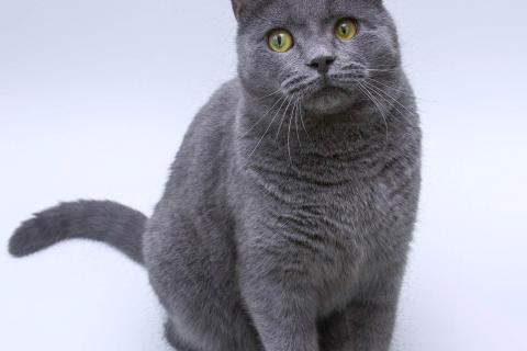 В дар кошку. Ласковый русский голубой котик Гога. Фото2