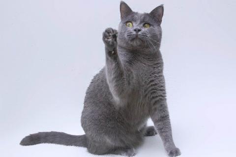 В дар кошку. Ласковый русский голубой котик Гога. Фото3