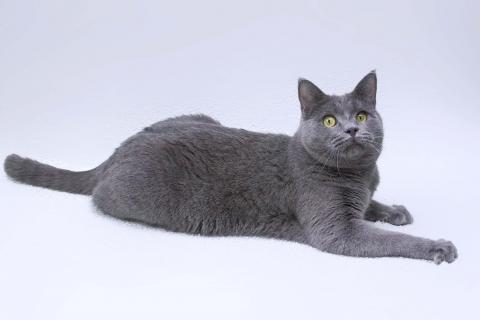 В дар кошку. Ласковый русский голубой котик Гога. Фото4